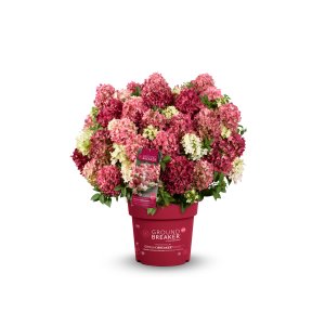 Hortenzia metlinatá (Hydrangea paniculata) ´GROUNDBREAKER® RUBY´ by LIVING CREATIONS®´ - výška 20-30 cm, kont. C1,5L